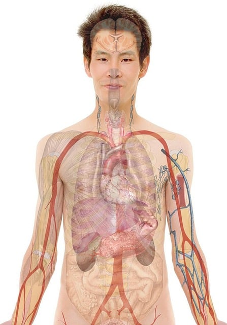 anatomie du corps humain