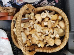 un panier plein de champignons