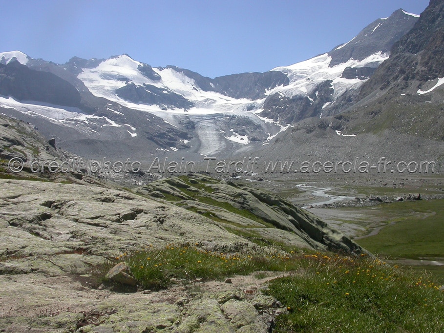 botanique en Haute Maurienne