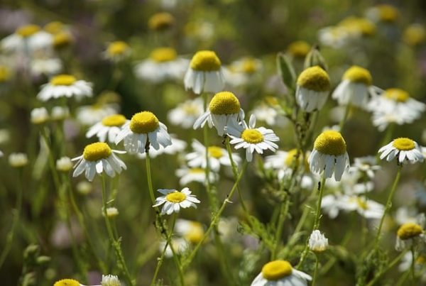 nos formations de cueilleur, la phytothérapie