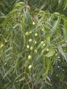 neem fruit et feuilles