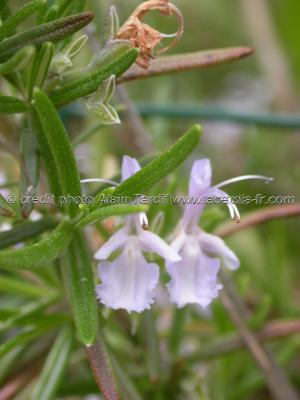 Le romarin - ses propriétés - le romarin