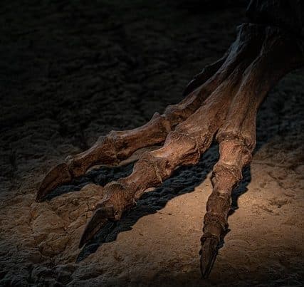 griffe du diable ou harpagophytum