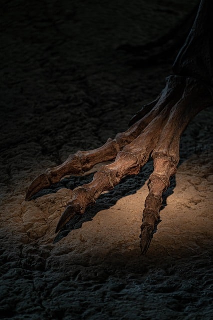 griffe du diable ou harpagophytum