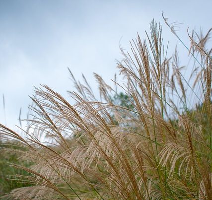 Le chiendent - ses propriétés - le chiendent
